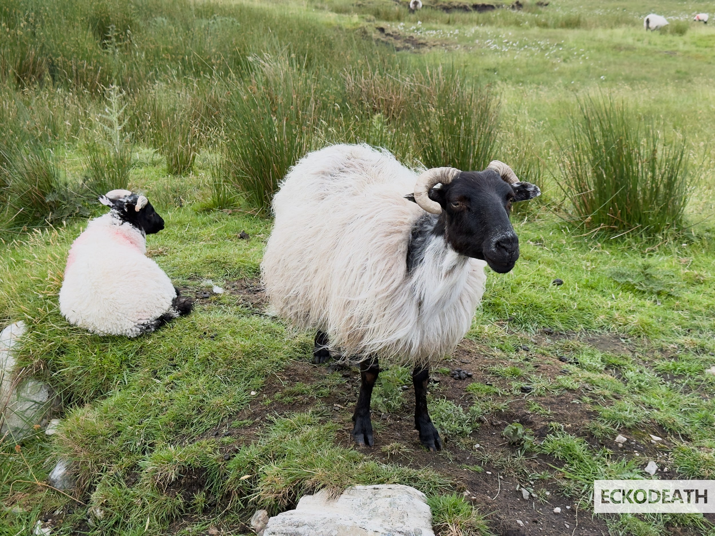 Image un peu plus large que le texte