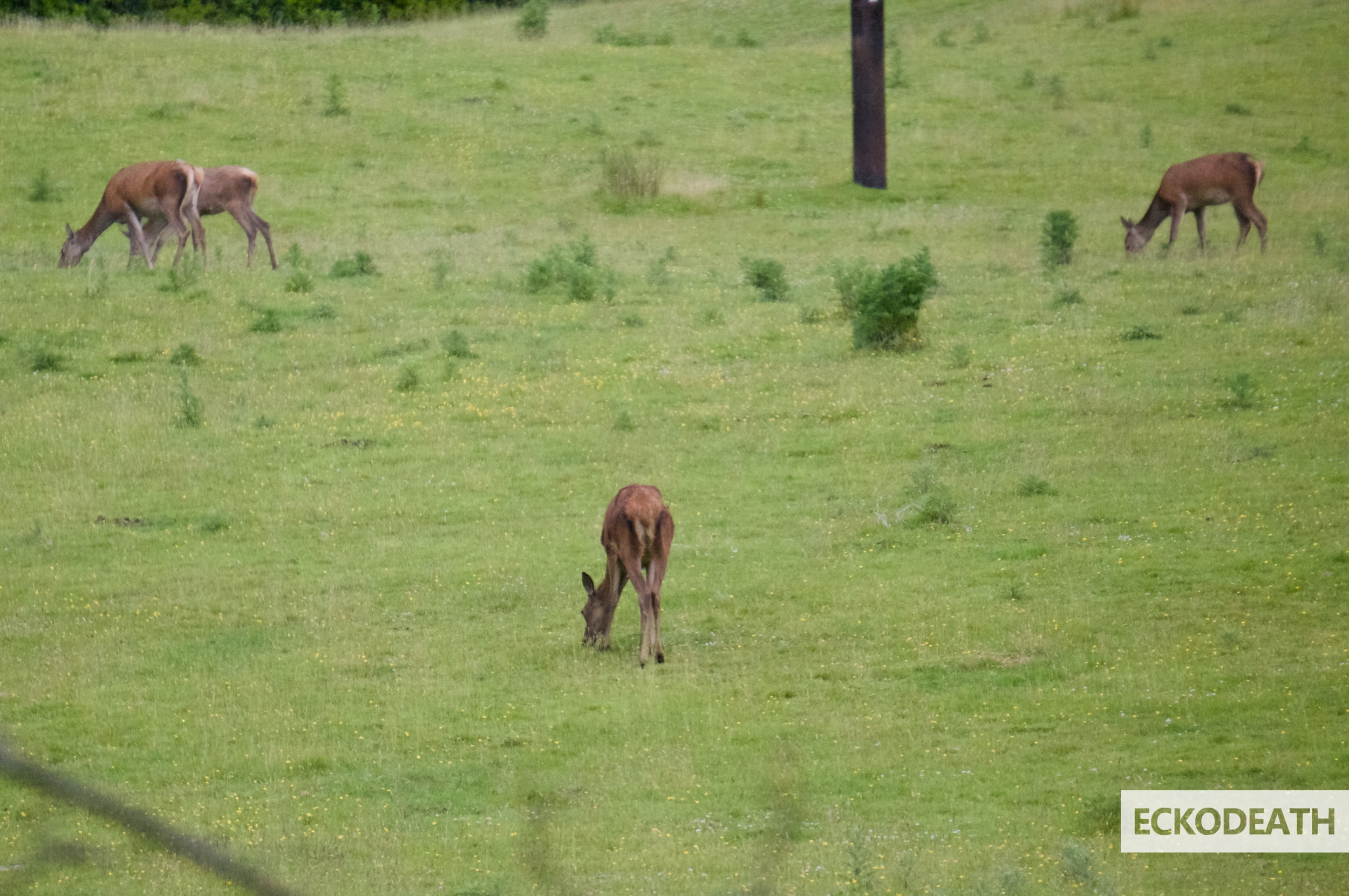 Image un peu plus large que le texte